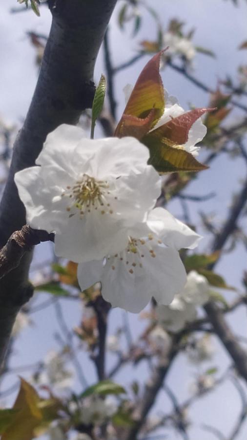 스카를리노 La Casetta Rosa 아파트 외부 사진